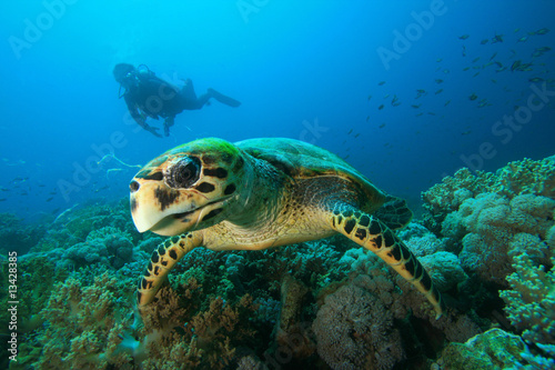 Sea Turtle and Scuba Diver © Richard Carey