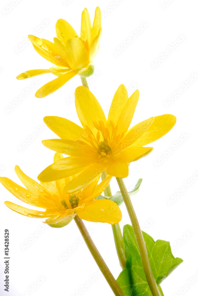 yellow  flowers