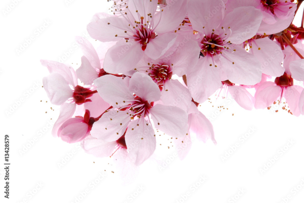 pink blooms