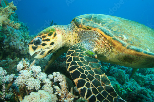 Hawksbill Sea Turtle eating Soft Coral © Richard Carey