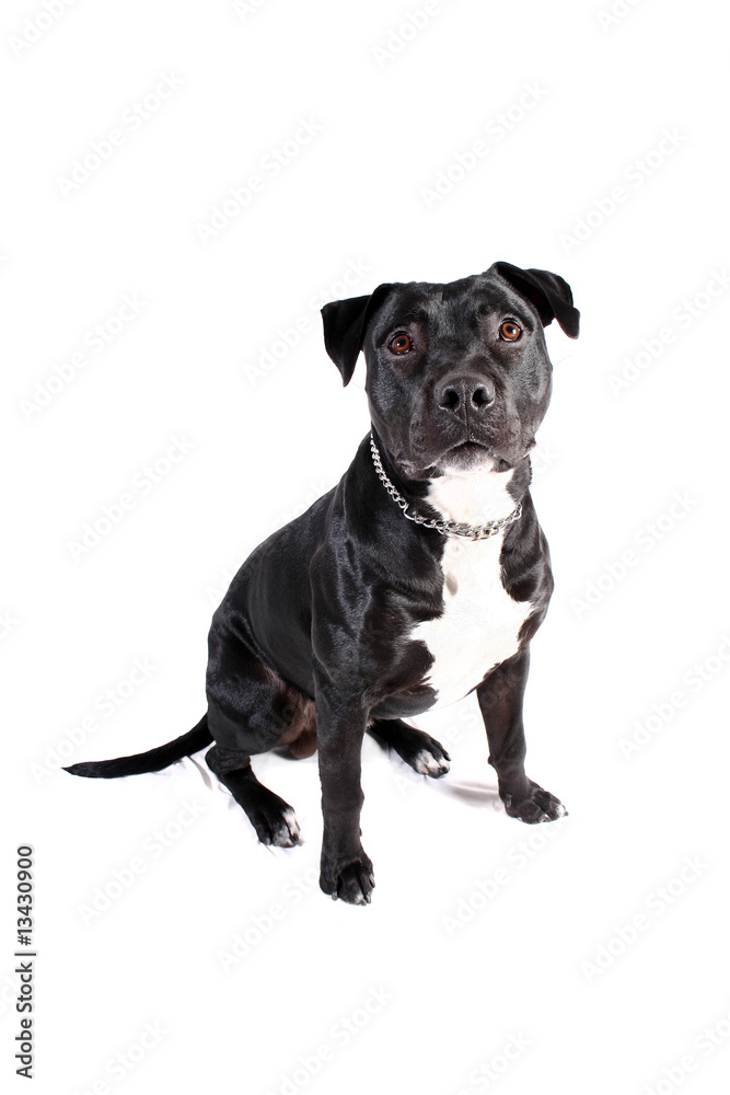 Cachorro pit-bull preto, isolado no fundo branco