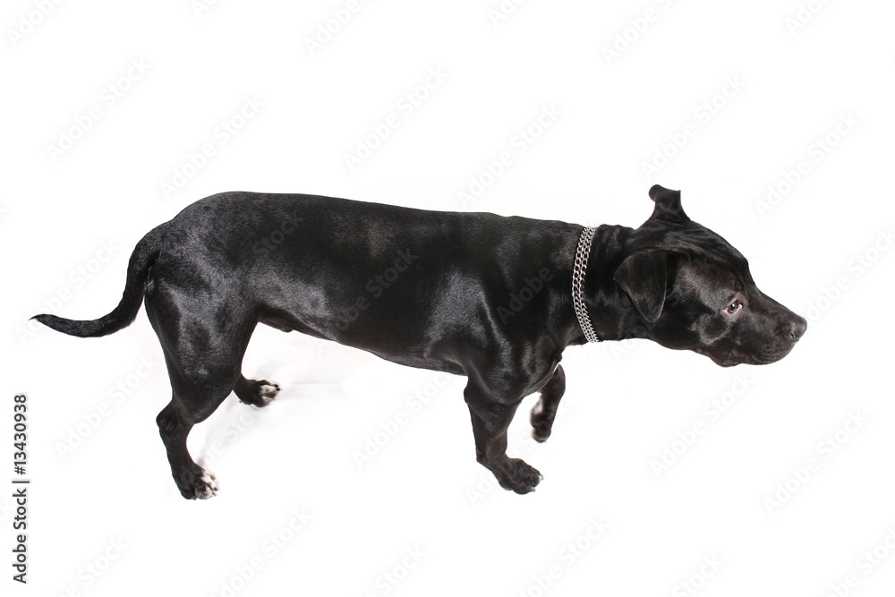 Cachorro pit-bull preto, isolado no fundo branco Cachorro pit-bull preto, isolado no fundo branco