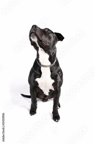 Cachorro pit-bull preto, isolado no fundo branco