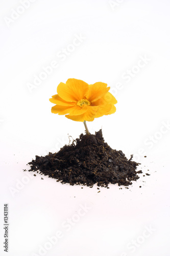 Planta amarela isolada no fundo branco