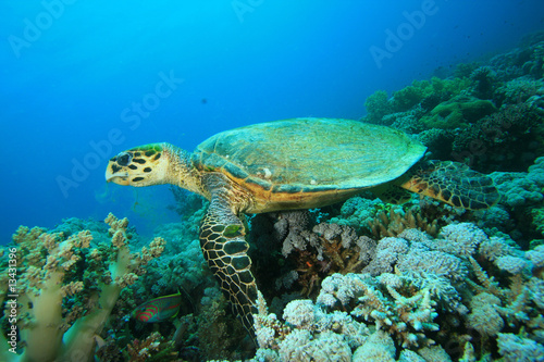 Hawksbill Sea Turtle on Coral Reef