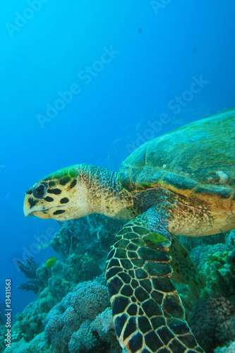 Hawksbill Sea Turtle feeding on coral