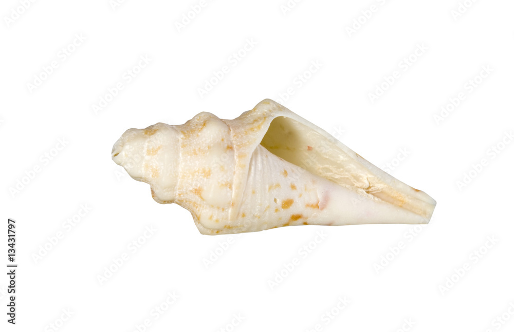 Naklejka premium shell