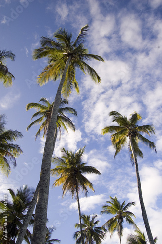 Palm tree on the blue sky