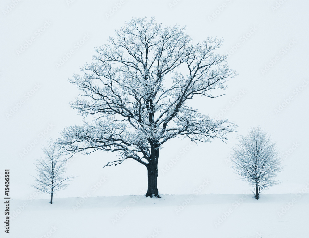 Fototapeta premium Baumreihe im Winter