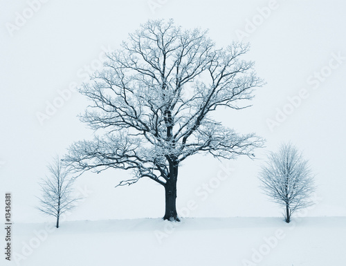 Baumreihe im Winter