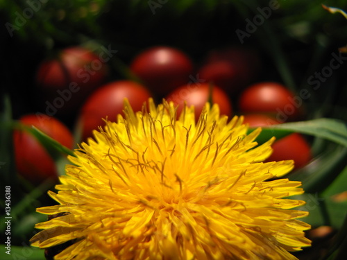 Easter Eggs and Dandelions
