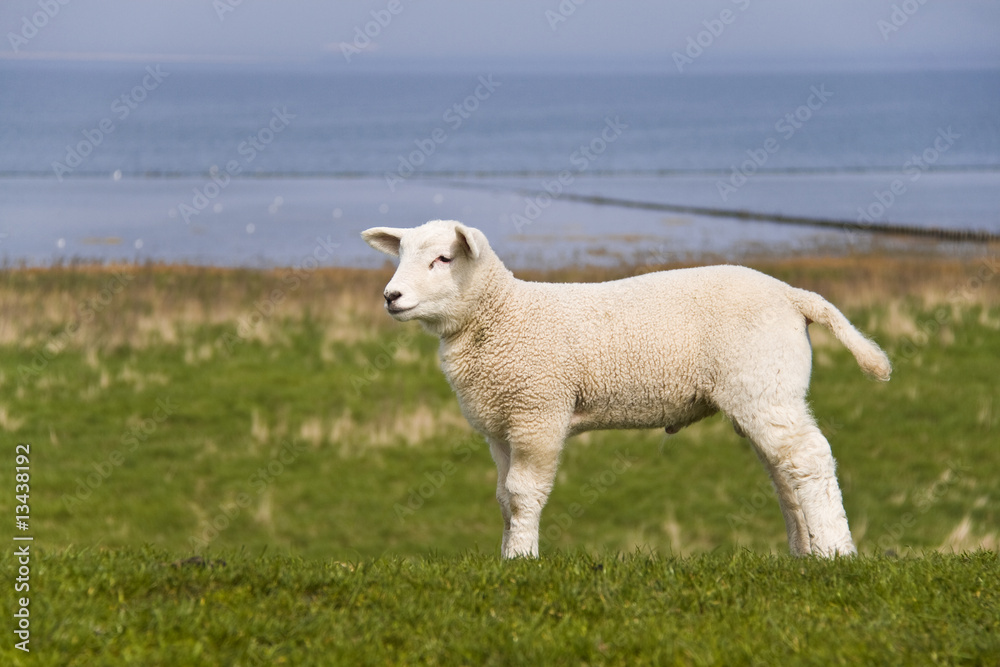 Obraz premium Lamm auf dem Deich