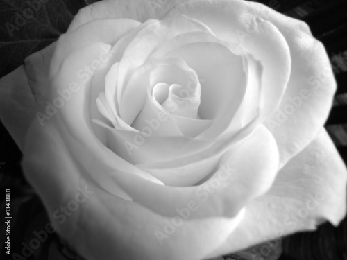 Rose in Black and White