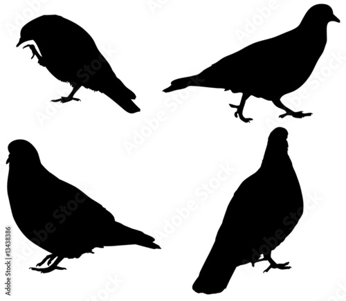 Pigeons