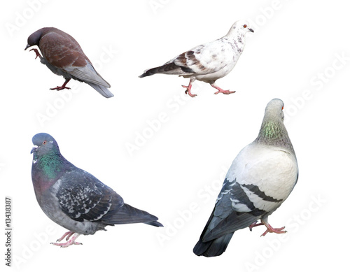 Set of pigeon