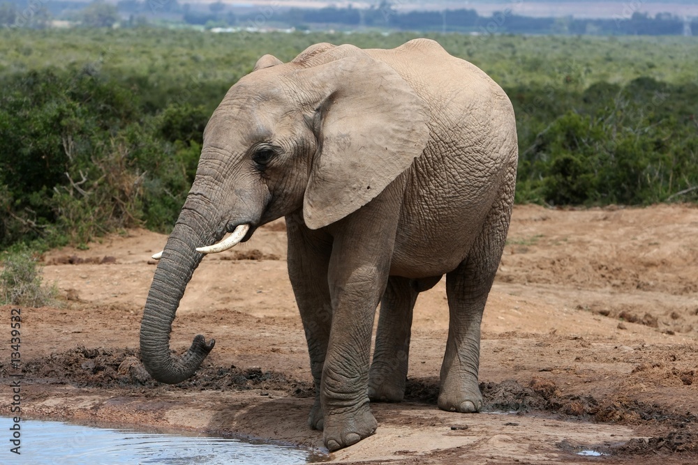 Obraz premium African Elephant