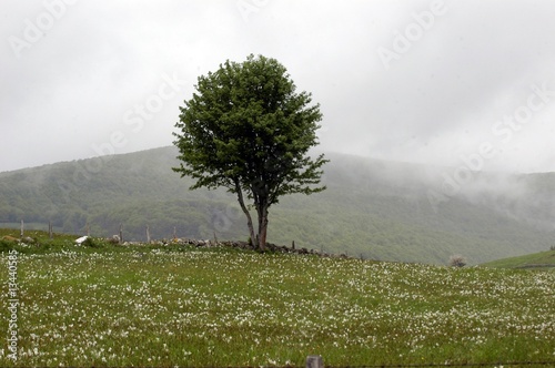 arbre photo