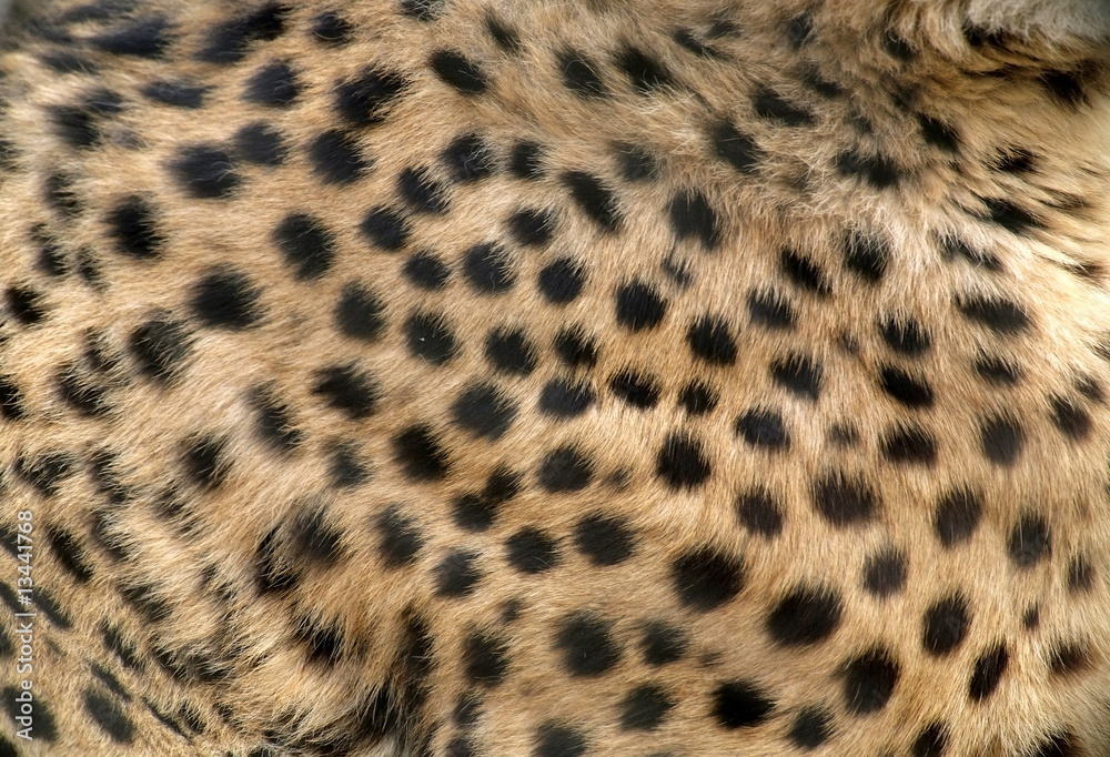 Skin of Beautiful Cheetah Close-up Skin of Beautiful Cheetah Close-up