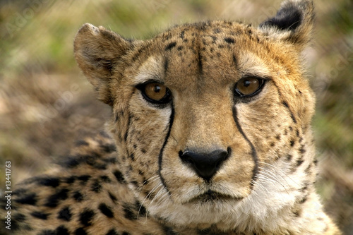Portrait of Beautiful Cheetah Close-up