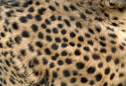 Skin of Beautiful Cheetah Close-up
