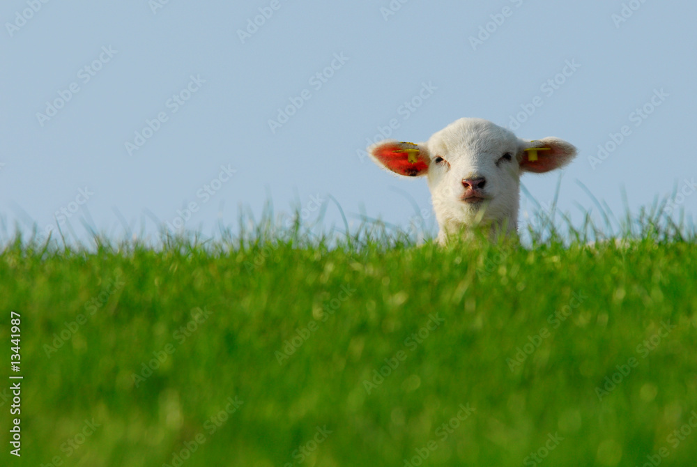 Fototapeta premium cute lamb in spring