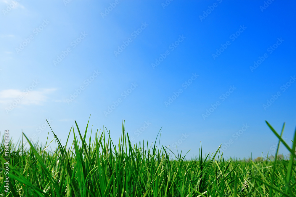 summer background summer background