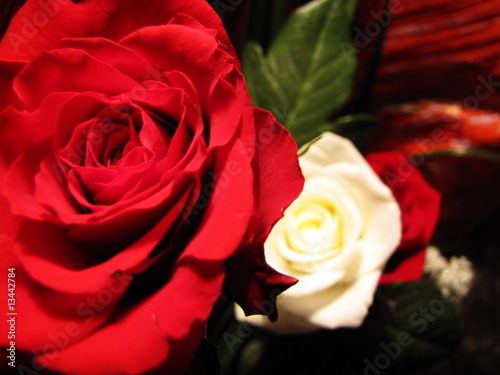 Roses