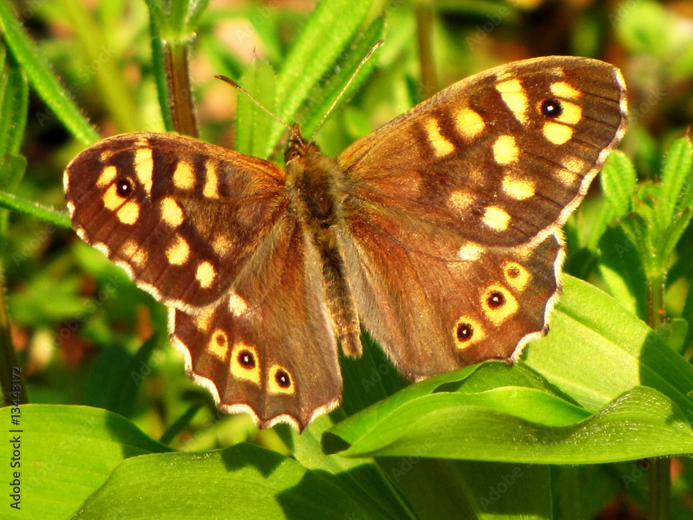 Obraz premium Butterfly