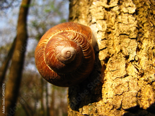Snail