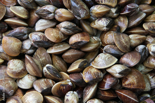 vietnam,amandes de mer