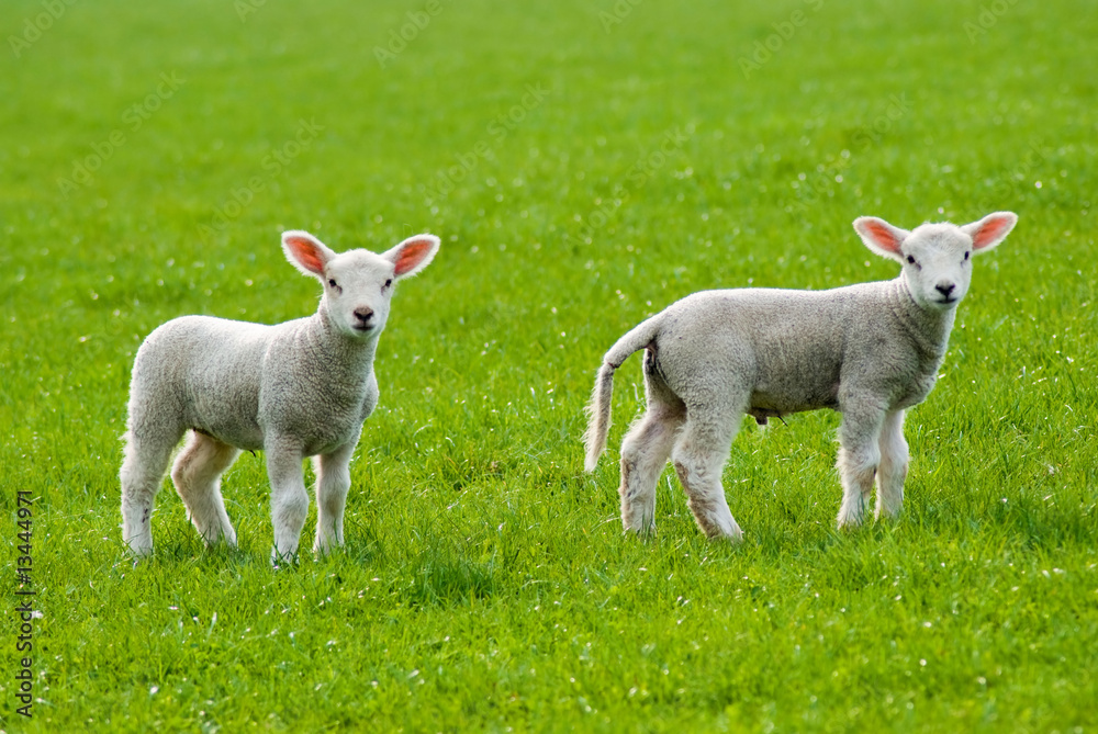 Obraz premium Spring lambs