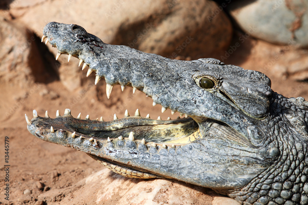 Fototapeta premium gueule à crocs