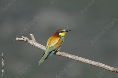 Bee-eater (Merops apiaster), marriage between, Israel