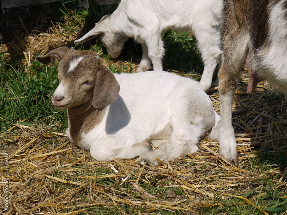 Fototapeta premium Ziegenbaby