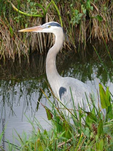 Héron de floride
