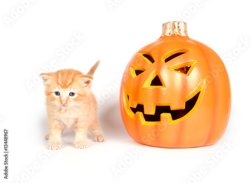 Yellow kitten and pumpkins © Tony Campbell