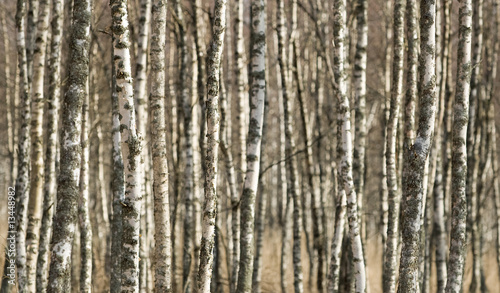 Birch © Westergren