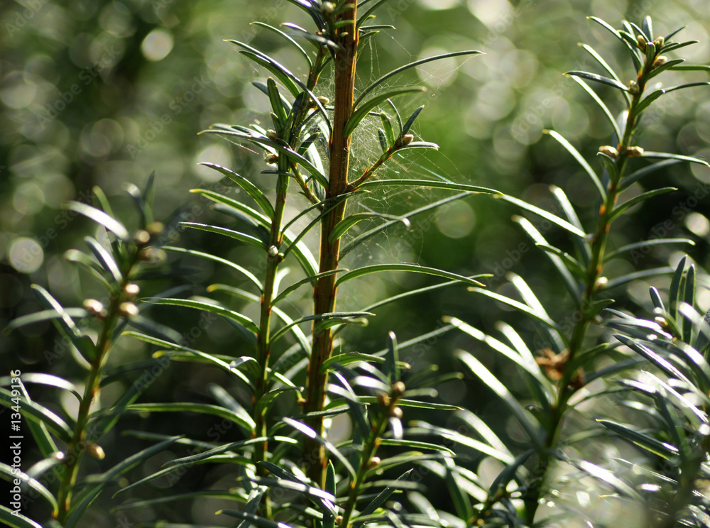 Fototapeta premium leaves