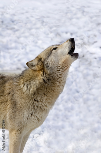 Timber Wolf II
