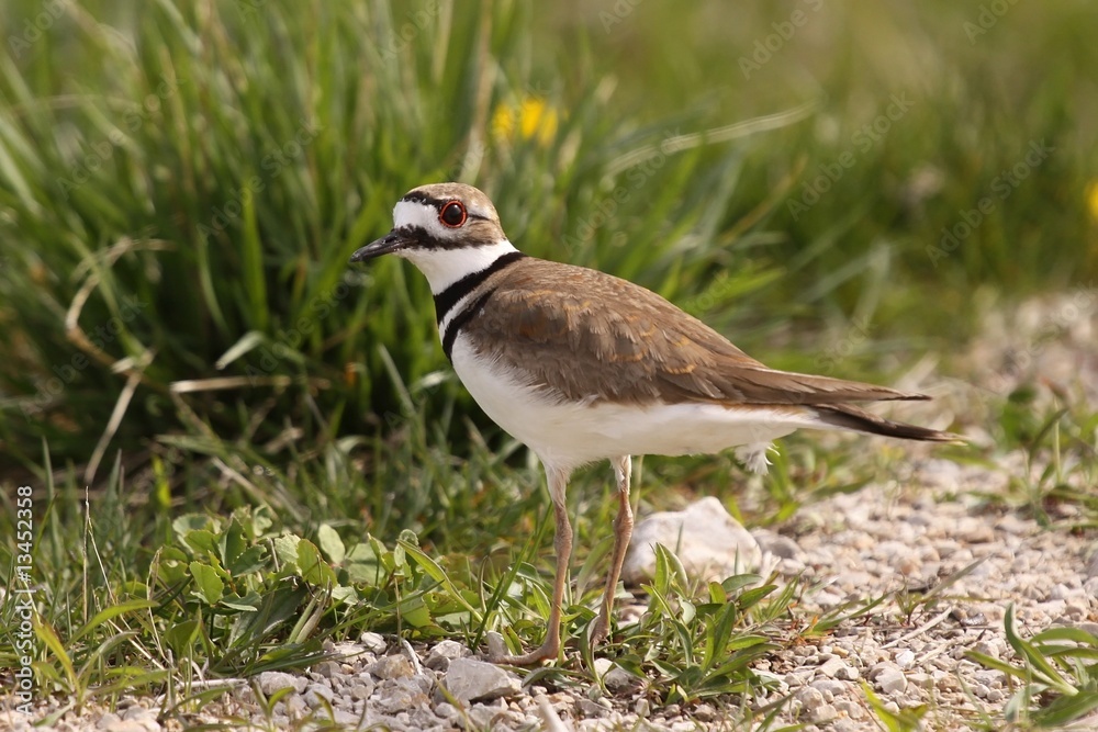 A Killdeer