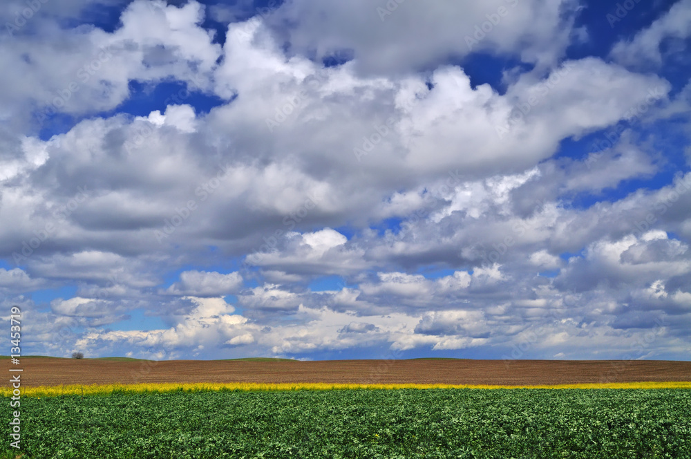 Fototapeta premium Field in springtime