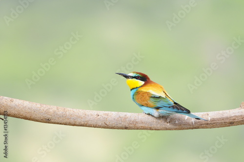 Bee-eater (Merops apiaster), Israel