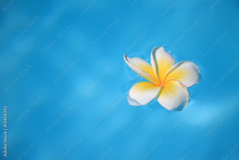 frangipani