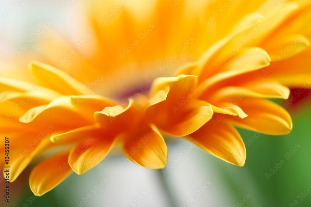 Closeup photo of yellow daisy-gerbera Closeup photo of yellow daisy-gerbera