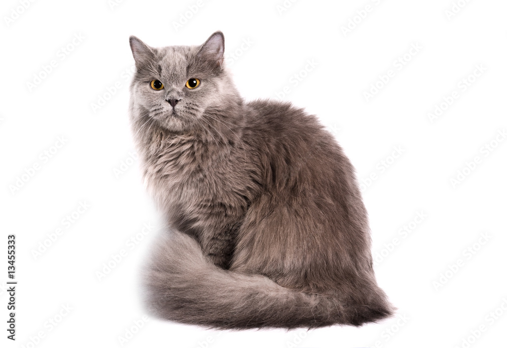 Obraz premium British Longhair Cat