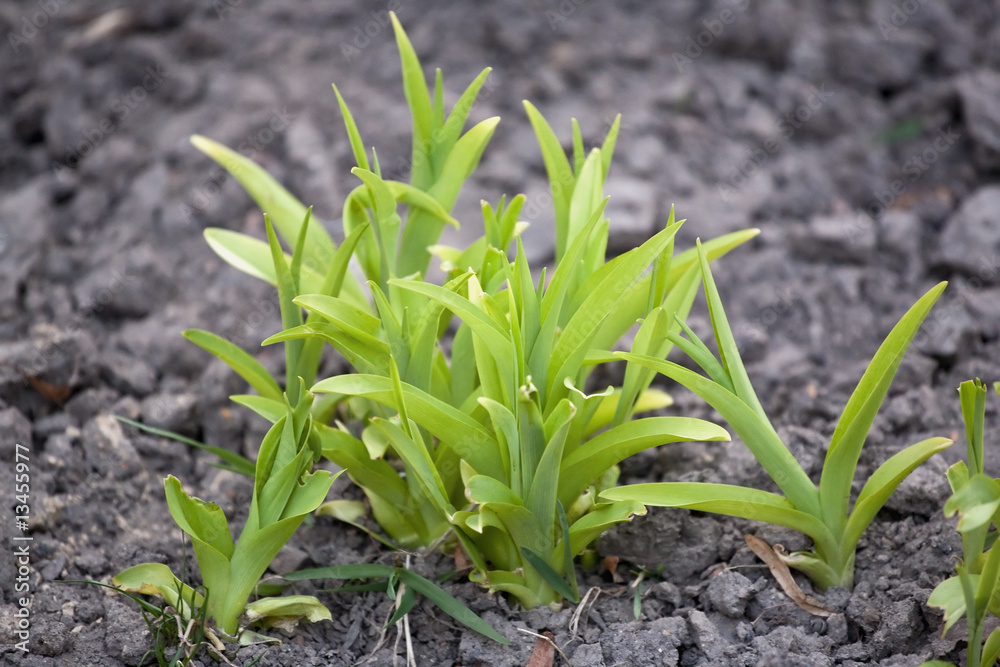 Obraz premium New life