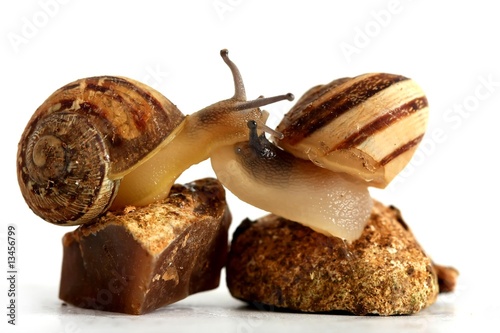 snails