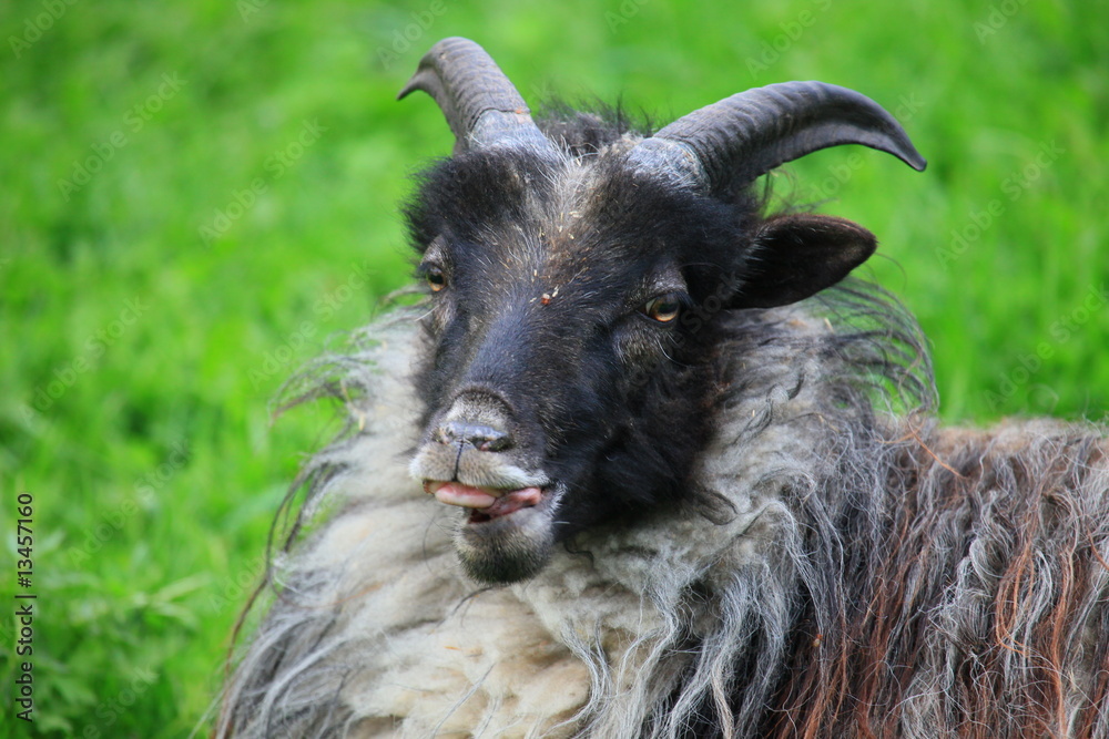 Obraz premium Heidschnucken auf der Weide