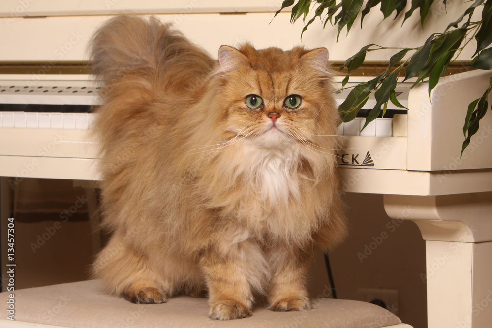 Chat Persan Golden Debout Sur Tabouret De Piano Plante Stock Photo Adobe Stock