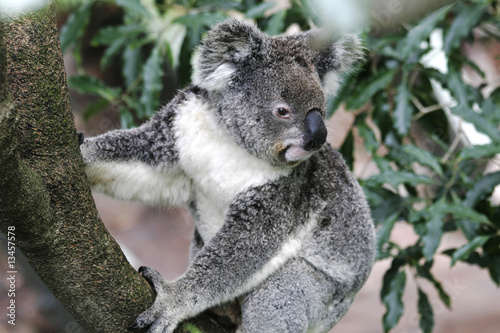 Fototapeta Naklejka Na Ścianę i Meble -  Koala Bear